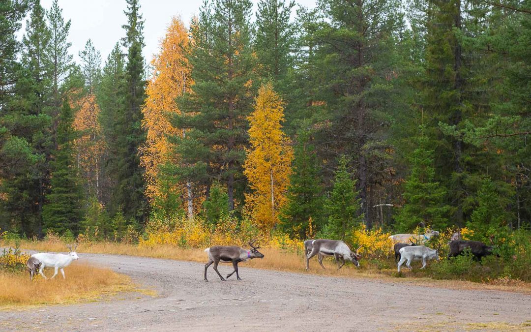 2020 | Dag 11. Rendieren op Badplats Bad Sagen