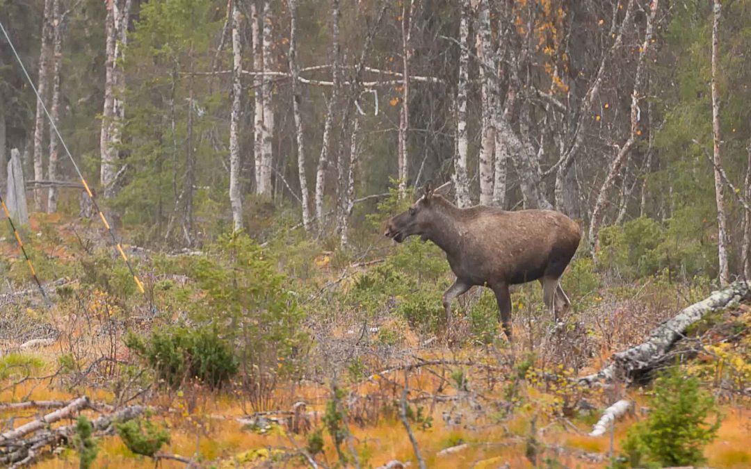 2020 | Dag 10. Onze eerste Eland onderweg naar de Botnische Golf
