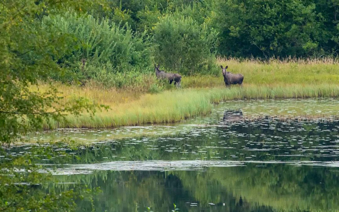 2021 | Dag 4. De eerste Elanden