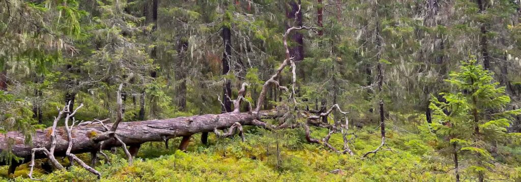 Zweden Gallejaur Reservat Tree Hymer Exsis-i 588 Route51