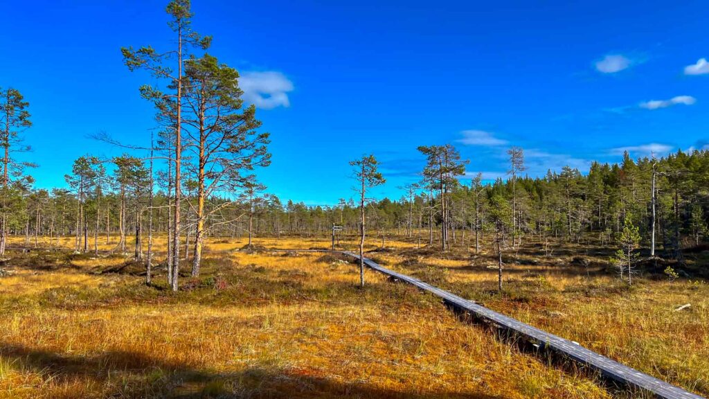 Zweden Hamra Nationalpark Hymer Exsis-i 588 Route51