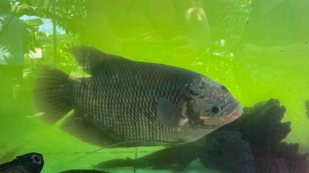 Vietnam Mekong Delta Elephant Ear Fish 6Only