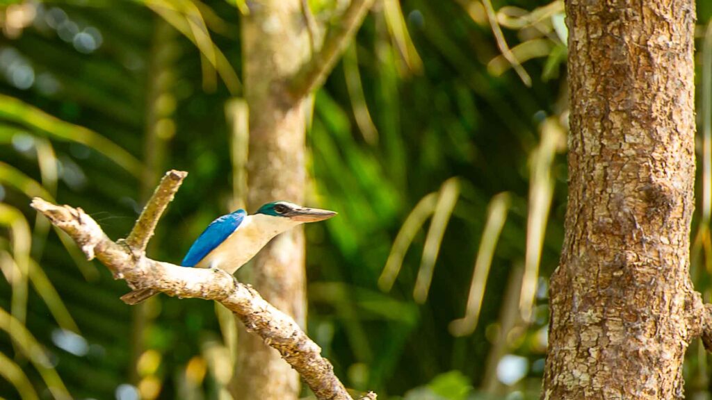 Vietnam Mekong Delta IJsvogel 6Only