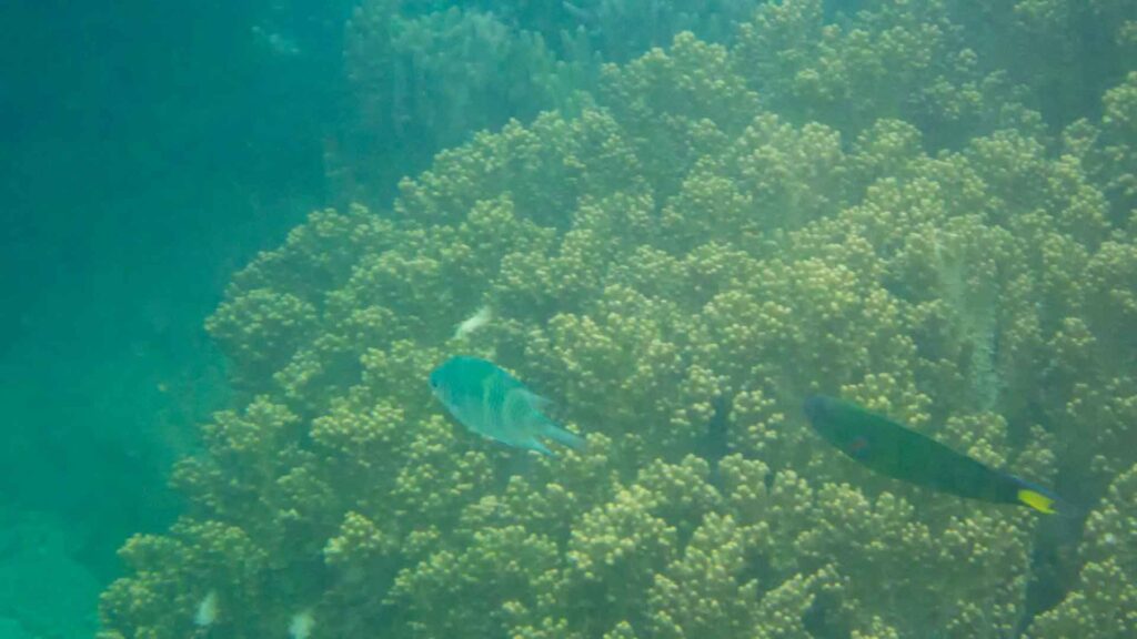 Vietnam Whale Island Snorkelen Vissen 6Only