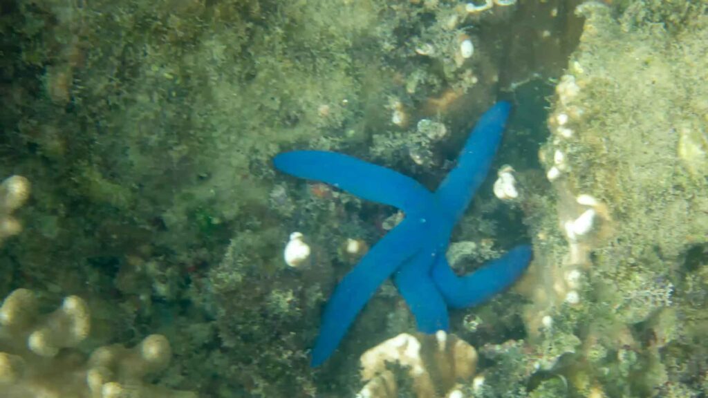 Vietnam Whale island Snorkelen Zeester 6Only