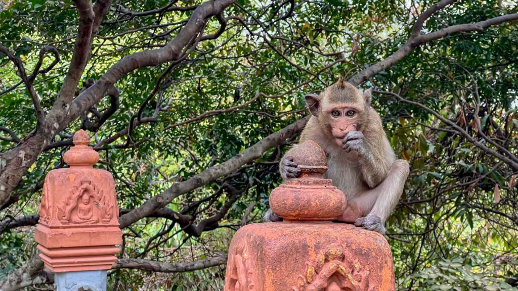 Cambodja Oudong Mountain Monkey 6Only