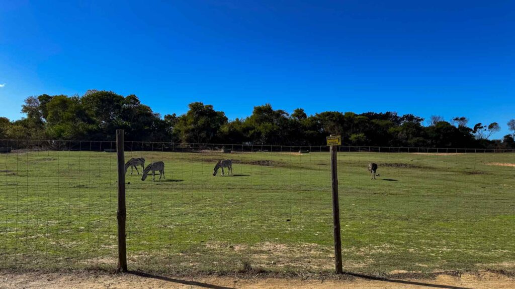 Portugal Praia do Carvalhal Beesten Jansen-Arts Hymer Exsis-I 588 Route51
