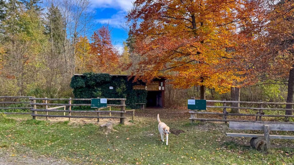 Parking bij Schwabstadl langs de Romantische Straße met Stella bij een hut in het herfstbos