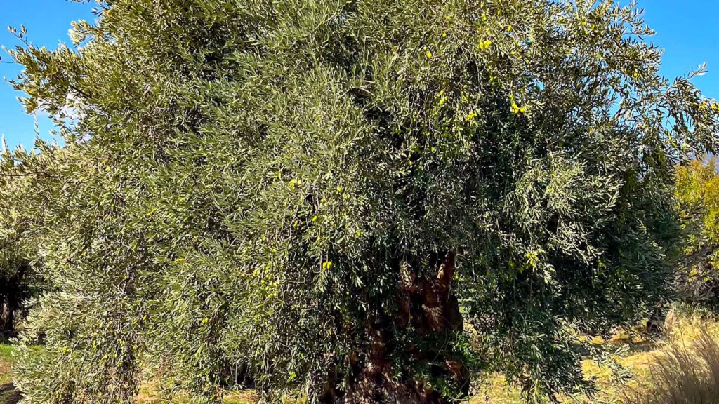 Griekenland Delphi Olive Tree Hymer ML-T-570 4x4 Offroad Offgrid Route51