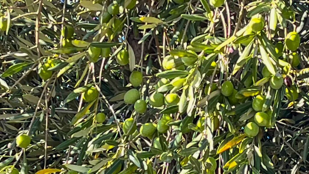 Griekenland Delphi Olives Hymer ML-T-570 4x4 Offroad Offgrid Route51