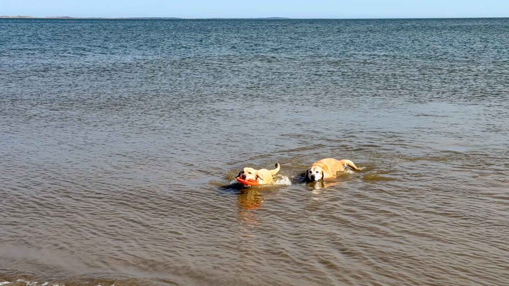 Stella en Beau zwemmen in zee bij De Cocksdorp op Texel