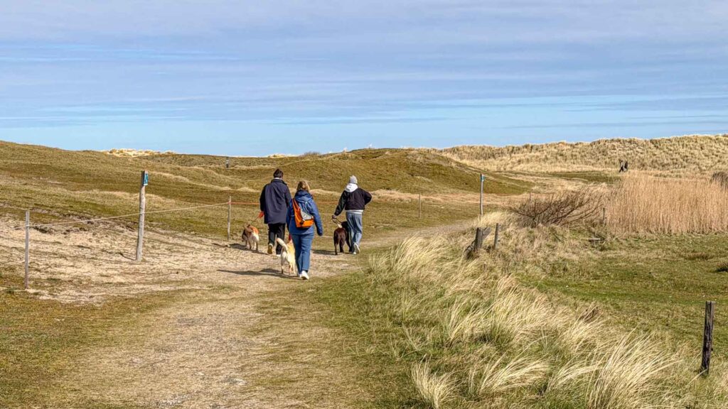 Met de hondjes wandelen door de duinen bij De Cocksdorp op Texel