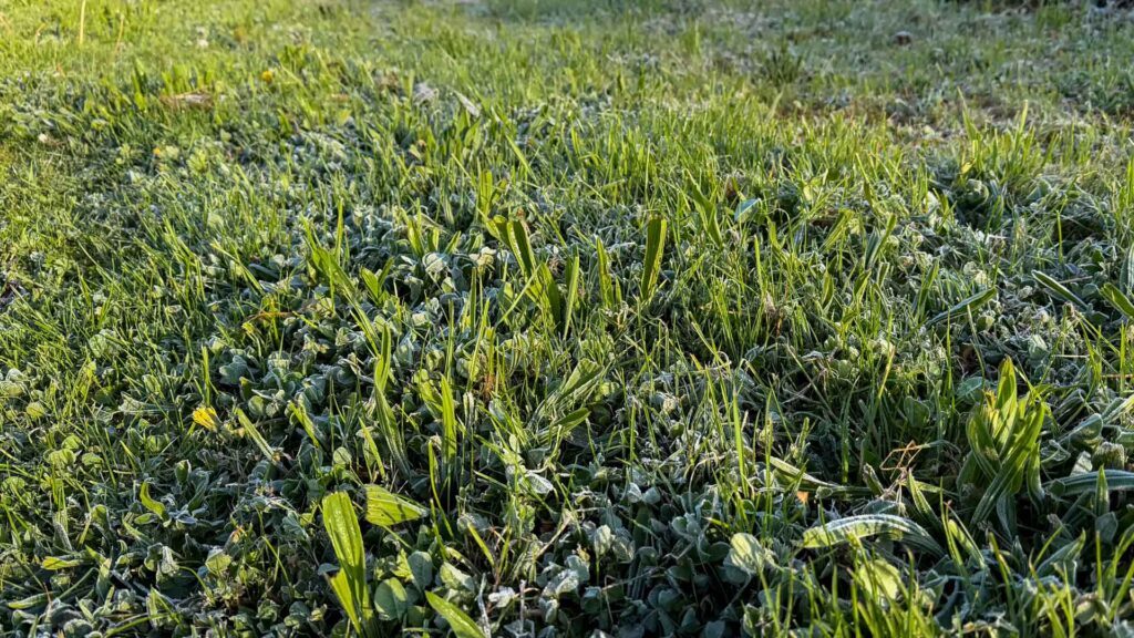 Close-up van bevroren gras met ijs na een nacht vorst in Formerie tijdens de Marokko camperreis 2026